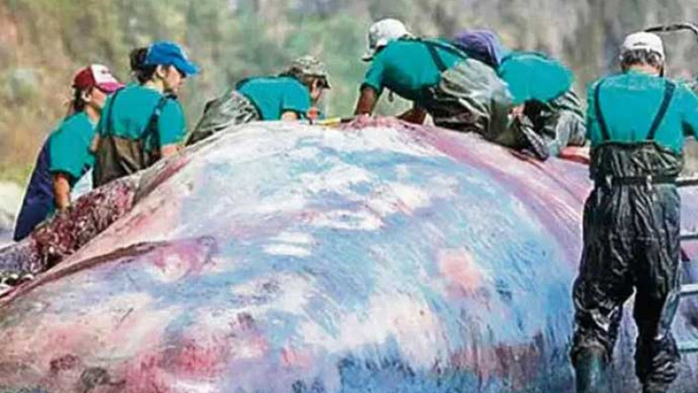 Ölü bulunan balinanın içinden servet çıktı